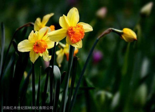 冬天有哪些花卉呢？冬季的花卉、冬天的花卉